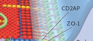 FAT2 -cadherin CD2AP