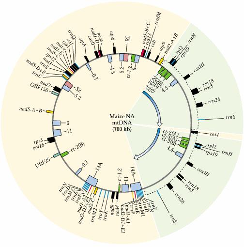 Genoma da Mitocôndria do Milho 700 Kbp Alguns Genes Mitocondriais: rrnas rrn18, rrn26, rrn5 trnas trn