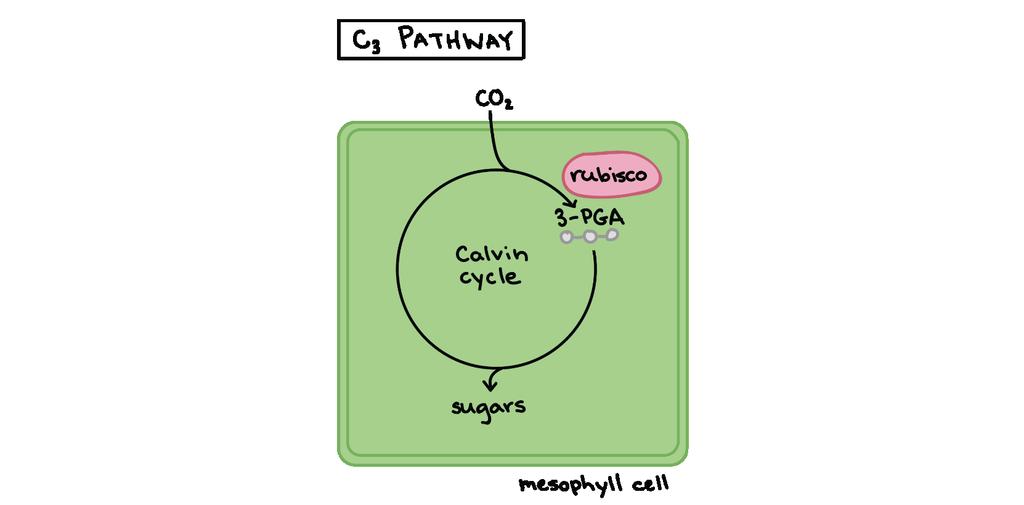 Variações Morfo-Fisiológicas na Fixação de CO 2 Plantas C3 e C4 https://www.khanacademy.