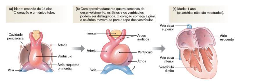 O coração