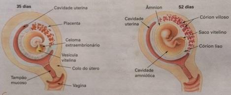 Na imagem abaixo, um detalhe da organização da placenta e do cordão umbilical, com destaque para a irrigação sanguínea.