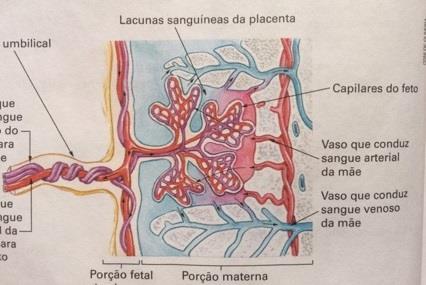 sangue venoso. O sangue do feto chega venoso à placenta por vasos de cordão umbilical e volta arterial para o feto.