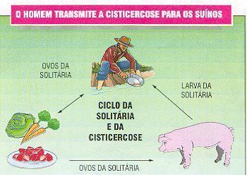2.8 Mecanismos de Infecção - DINÂMICA DA TRANSMISSÃO DO PORCO PARA O HOMEM Ocorre na ingestão da carne crua ou mal cozida de carne que não tenha passado por inspeção sanitária.