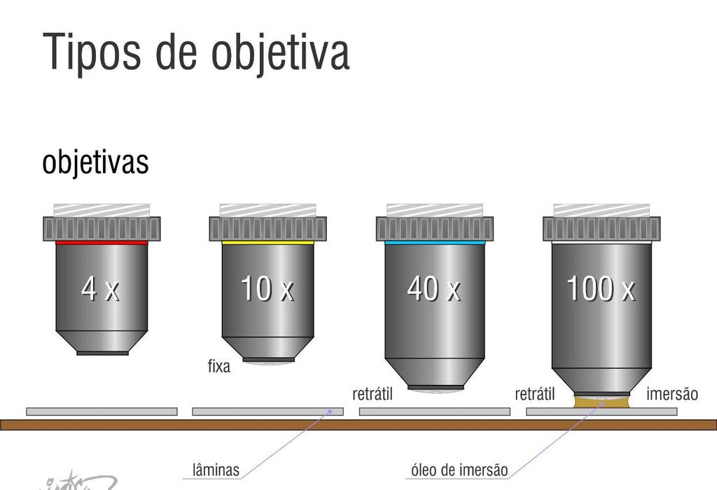 Microscópio de Luz Considerações sobre aumentos - A distância entre