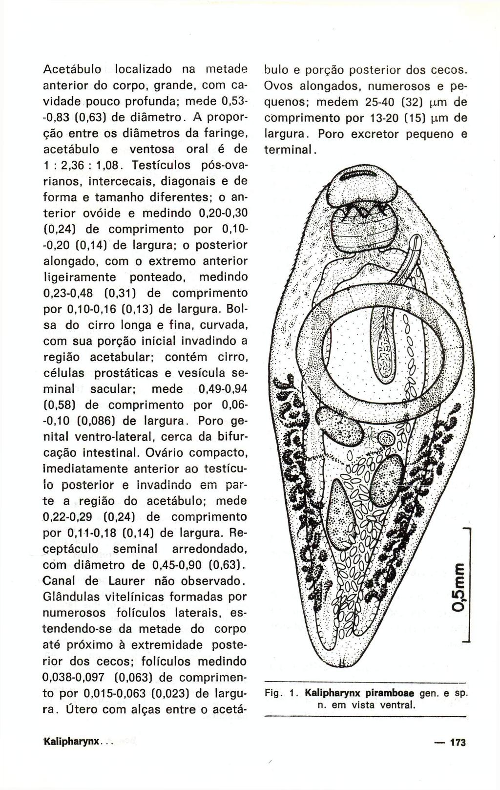 Acetábulo localizado na metade anterior do corpo, grande, com cavidade pouco profunda; mede 0,53- -0,83 (0,63) de diâmetro.