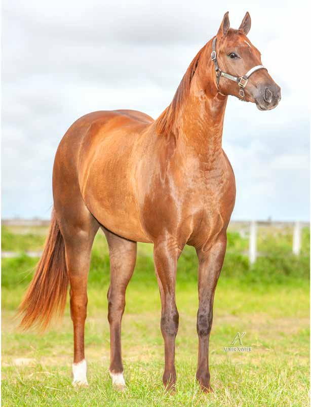 Lote 08 MISSTINY REY JR FÊMEA ALAZÃO 02/03/16 THUNDER REY JR MISS TINY STEEL CELEBRITY ETERNAL JR XUXA ROJO SHADY STEEL SLN MISS LADY MADE THUNDER CHIEF ETERNALY BRUNA FB PRINCIPE ROJO MISS CINDY