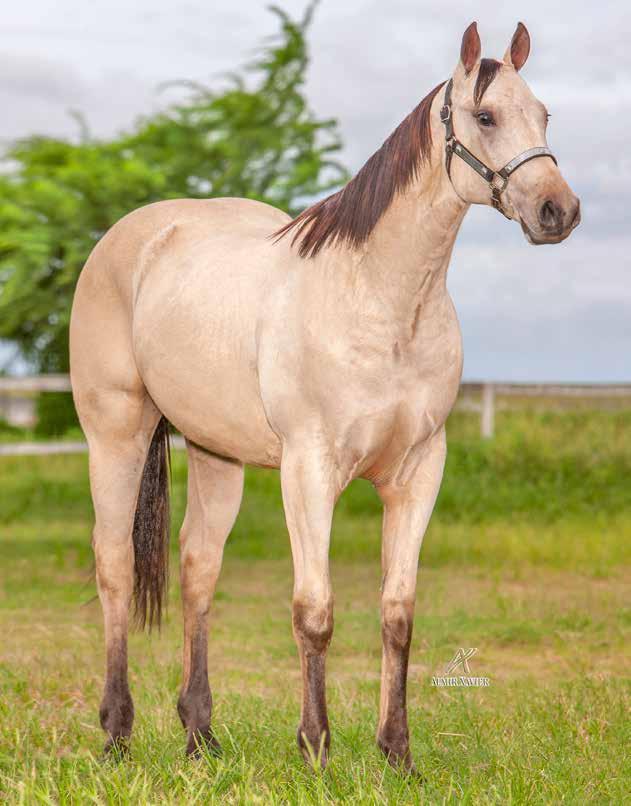 Lote 15A ADRY REY JR MACHO BAIO 25/09/17 THUNDER REY JR MISS ADRY STEEL JR CELEBRITY ETERNAL JR XUXA ROJO SHADY STEEL SLN MISS BEE DOGPATCH THUNDER CHIEF ETERNALY BRUNA FB PRINCIPE ROJO MISS CINDY