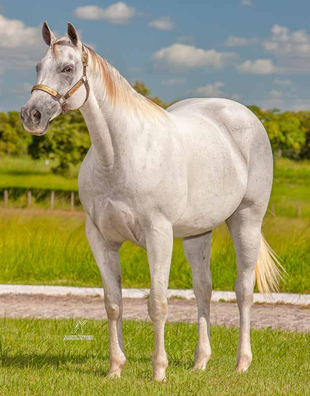 Lote 36 Vendedor: LAGOS RANCH VENEZA WILD JET SHOW FÊMEA TORDILHO 10/10/07 SILVER WILD SLN (ROXAO) DASHIN DANIELL WILD DASH SLN DORINHA ALAMITOS SLN BURNELL DASHING DANI DASH FOR CASH JR WILD MABLE