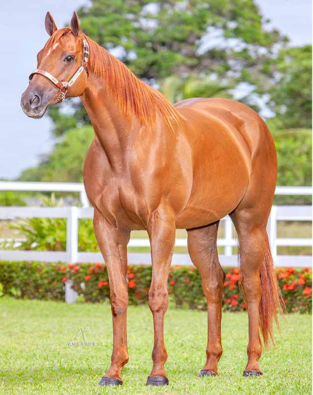 Lote 40 Vendedor: RANCHO 2 IRMÃOS LUTHER EASE FÊMEA ALAZÃO 12/11/12 HOLLAND EASE LUTHERS GIRL FIRST DOWN DASH EASY HENRYETTA OKEY DOKEY DALE GOTTA B NEAT DASH FOR CASH FIRST PRIZE ROSE EASY JET BABYS