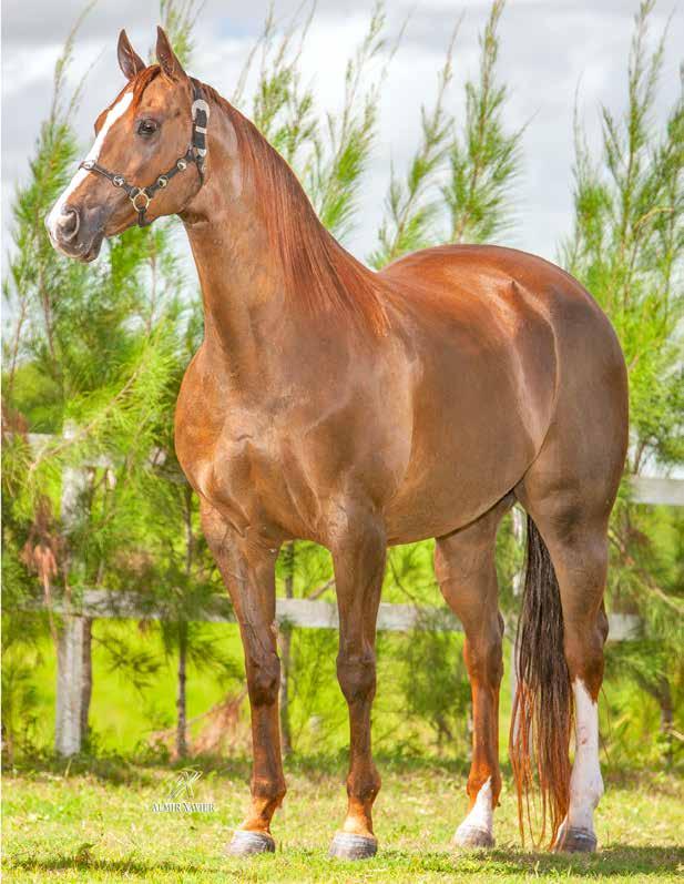 Lote 41 Vendedor: HARAS ALBATROZ LAS BRISAS EASE FÊMEA ALAZÃO TOSTADO 03/08/01 HOLLAND EASE KET FILLY FIRST DOWN DASH EASY HENRYETTA DASH FOR CASH JR KET GOETTE PH DASH FOR CASH FIRST PRIZE ROSE EASY