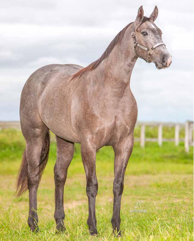 Lote 01 HIDDEN STEEL JR FÊMEA TORDILHO 09/12/16 SHADY STEEL SLN ZO ZOOM JR ETERNALY FRED EBB TIDE BAR THUNDER CHIEF DOC BARS JR ETERNAL STEEL FRED S KITTEN SILVER APOLO BAR TINA BERRO PRINCIPE ROJO