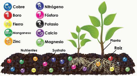 Nutrientes minerais São elementos químicos que as plantas retiram do solo através da absorção radicular