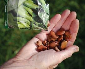 Segundo o Regulamento (CEE) 834/2007, as culturas biológicas devem ser originárias de sementes ou plântulas biológicas (Figura 7).