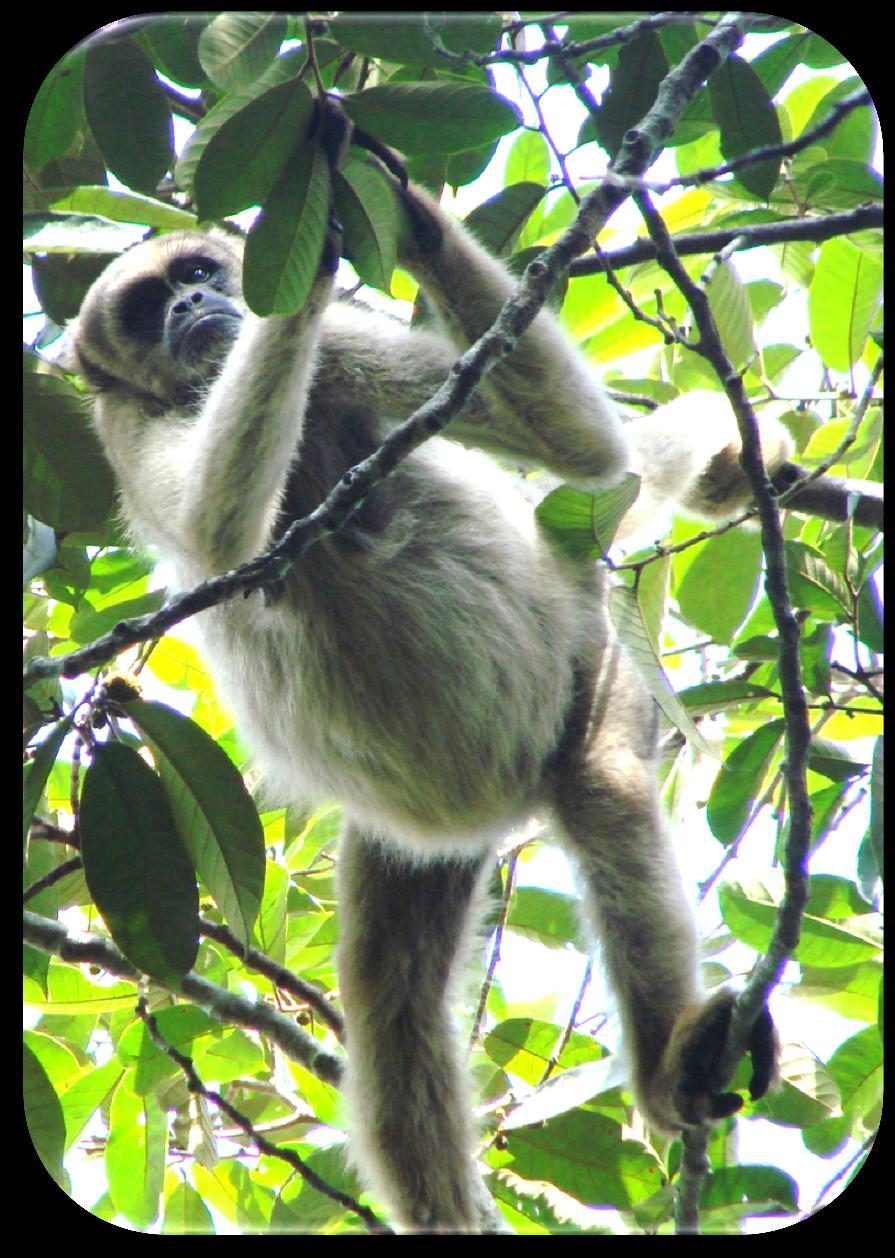 Espécie estudada Brachyteles hypoxanthus (Kuhl, 1820) Primates, Atelidae muriqui-do-norte Diurna Arborícola Estritamente