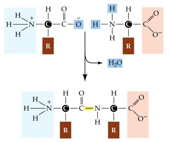 23 3.2 Peptídeos Quando aminoácidos se unem, através da ligação do grupo amina de um com o grupo carboxila do outro, dão origem ao peptídeo.