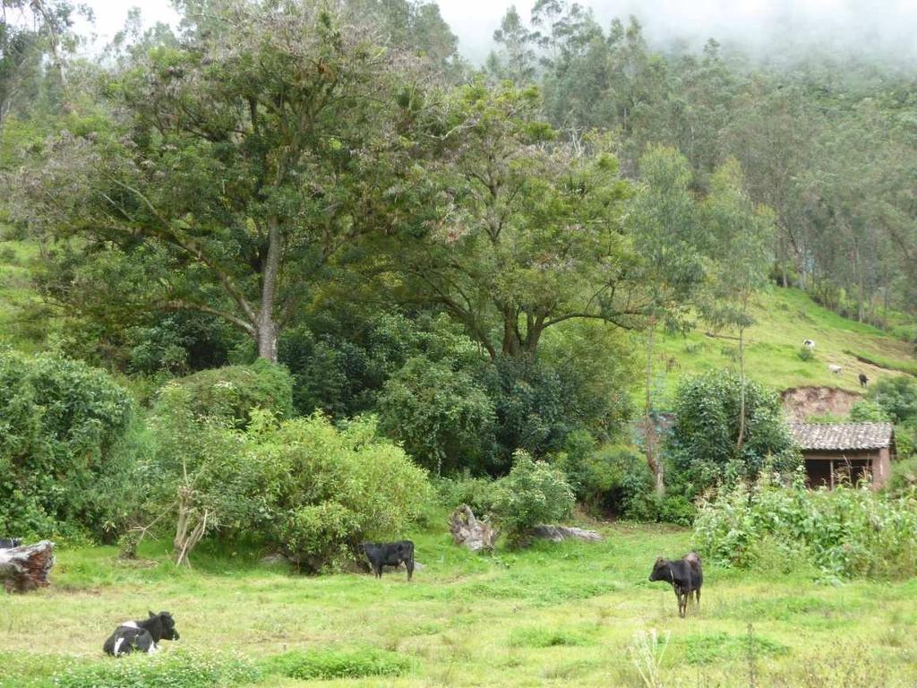 Conhecimentos agroecológicos dos produtores andinos Rol amortecedor das árvores e arbustos para o aumento