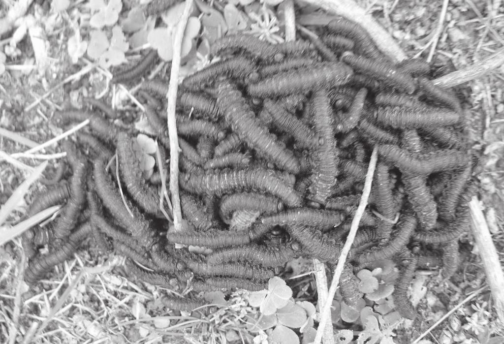 Intoxicação por larvas de Perreyia flavipes em bovinos na região sul do Rio Grande do Sul 171 Quadro 2.