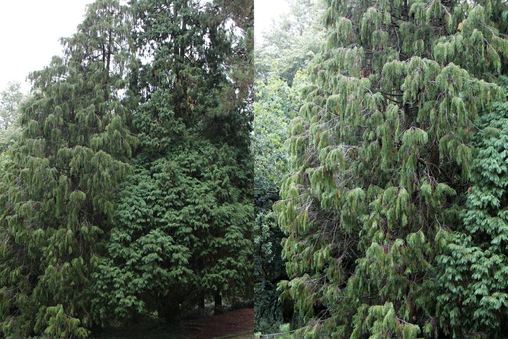 Observações Pertence à Família das Cupressaceae, assim como os Cupressus, distinguindo-se fundamentalmente destes por terem uma folhagem menos homogénea, com ramos achatados (com folhas laterais e