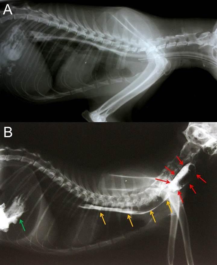 Figura 2: Imagens radiográficas contrastada do esôfago obtidas três e 13 dias após cirurgia de esofagectomia em uma gata com megaesôfago secundário a obstrução esofágica.