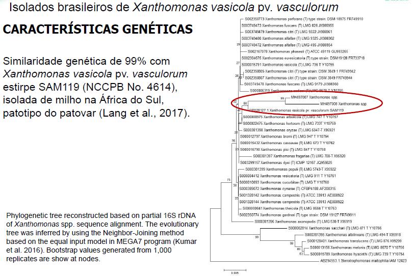 Xanthomonas vasicola pv vasculorum Leite Jr, Custódio, et al.