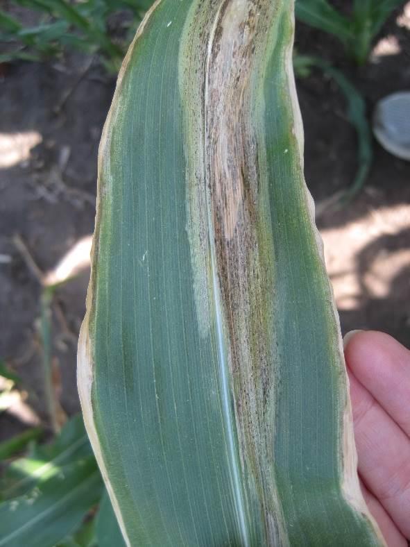 Foliar diseases of maize Goss wilt