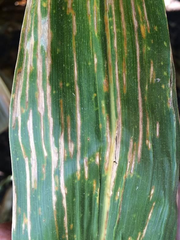 nebraskensis) Bacterial leaf streak