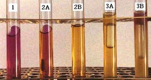 FERMENTAÇÃO DA GLICOSE IDENTIFICAÇÃO ESPECÍFICA Auxanograma Assimilação Fontes C e N Zimograma Fermentação Alcoólica de açúcares Meios diferenciais -meio TTC -ágar molibdênio -ágar