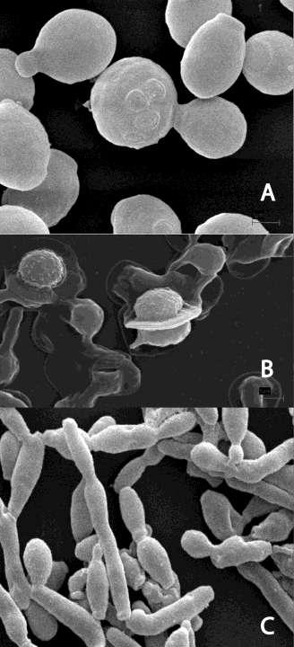 The xylose-fermenting yeast, Pichia stipitis (A) during vegetative growth,