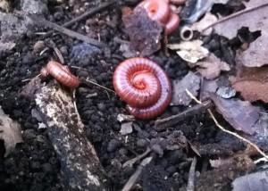 02/09/2016 Piolhos-de-cobra podem produzir um excelente adubo orgânico A descoberta é dos pesquisadores da Embrapa Agrobiologia, no Rio de Janeiro, que encontraram nos gongolos, pequenos animais que