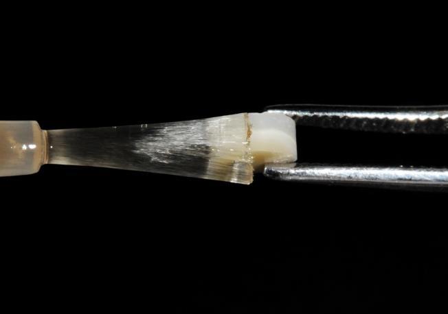 29 Para finalizar, as amostras receberam profilaxia com escova do tipo Robson untadas com pedra pomes e água e o tecido dentinário foi impermeabilizado pela aplicação de duas camadas de esmalte