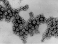 Polioma virus - BK 1971: Poliomavirose