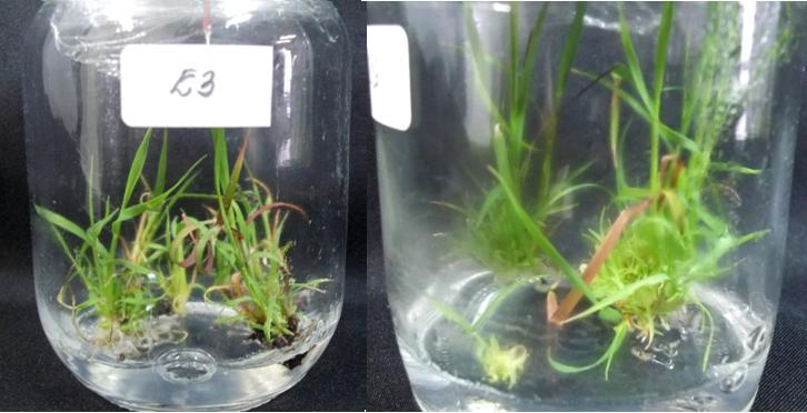 A B Figura 16: Plantas regeneradas após 30 dias em meio de regeneração. A) Plantas com alteração da parte aérea, regeneradas em meio com suplementação de 1 mg.l -1 de BAP e 1 mg.l -1 de GA 3.