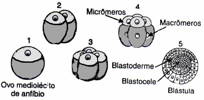 os blastômeros têm mesmo tamanho (mamíferos) Igual Pode ser: Obs: Nos humanos a blástula não é tão simples = blastocisto (6 dias após a