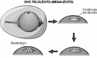 b) SEGMENTAÇÃO PARCIAL (= MEROBLÁSTICA) Somente a parte sem vitelo do zigoto se divide.