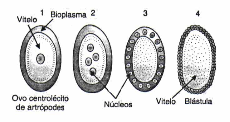 (répteis e aves) peixes Pode ser: Superficial nos ovos centrolécitos o núcleo se divide em vários, vão para a periferia originando novas células.