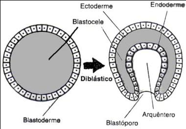 ectoderme ( = modificação da blastoderme) blastoderme sofre invaginação (= embolia) se transforma em um embrião com 2 camadas de células e surge: