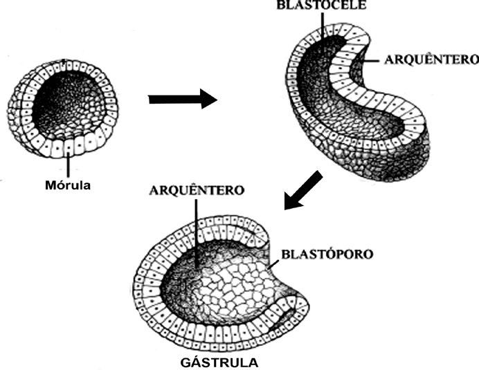 formará o intestino) blastóporo (= abertura liga o arquêntero ao exterior) Se o blastóporo originar: a boca = animal é PROTOSTÔMIO o ânus = animal é