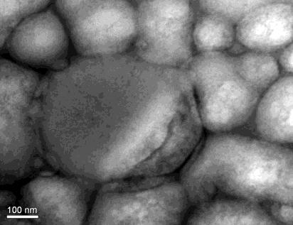 98 a) b) 2 1 Figura 4.63 Micrografias obtidas por MET do látex P9, estabilizado com PVOH 88% hidrolisado e massa molar igual a 78000 g.