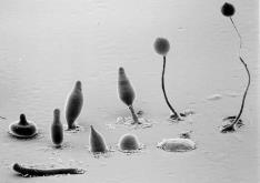 As legionelas não são bactérias de vida livre. As legionelas multiplicam-se intracelularmente em vários tipos de protozoa sendo esta relação crucial para a ecologia do organismo.