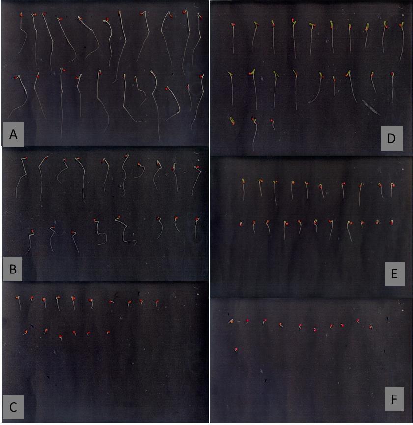 74 Figura 3 1 - Exemplos de plântulas de tomate Cultivar Santa Clara (A, B e C) e de berinjela (D, E