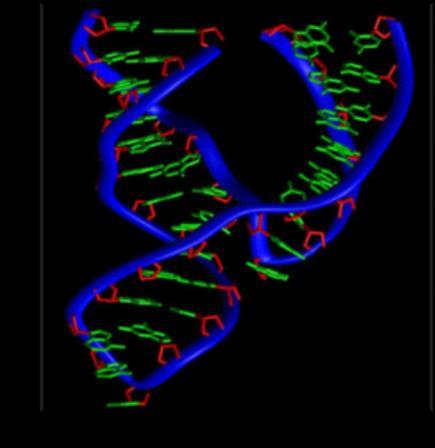 Enzima - RNA A ribozyme (from ribonucleic acid enzyme), also