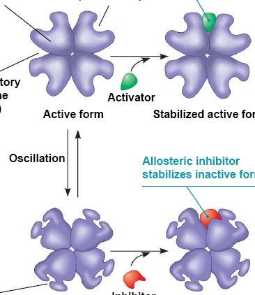 alostérica com 4 subunidades sitio ativo Controle Alostérico ativador alostérico um dos 4