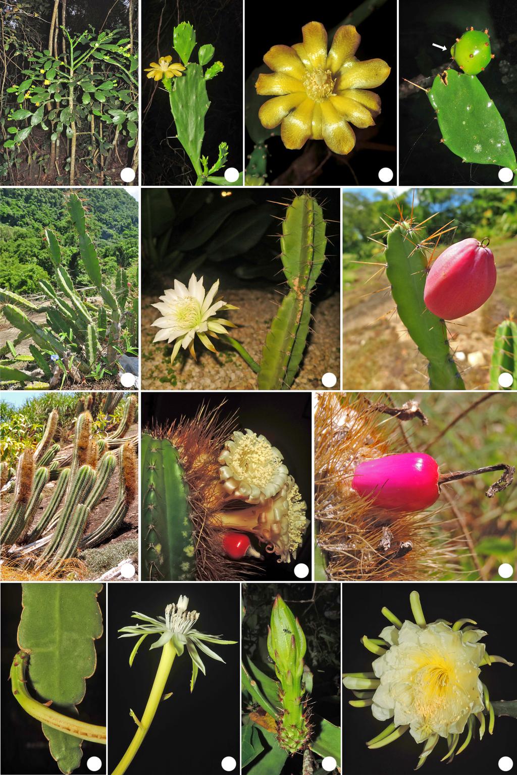 Vasconcelos LVF, Gonzaga DR & Reis RCC 6 de 18 a c b e f h k g j i l d m n Figura 2 a-n. Detalhes das espécies de Cactaceae do Parque Estadual da Serra da Tiririca, Rio de Janeiro (Brasil) a-d.