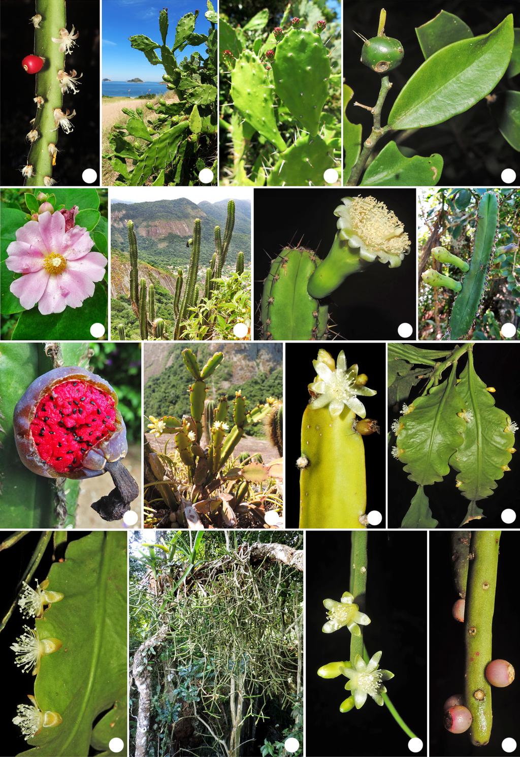 Cactaceae no Parque Estadual da Serra da Tiririca a 9 de 18 b e c d g f i m j h l k n o p Figura 3 a-p.