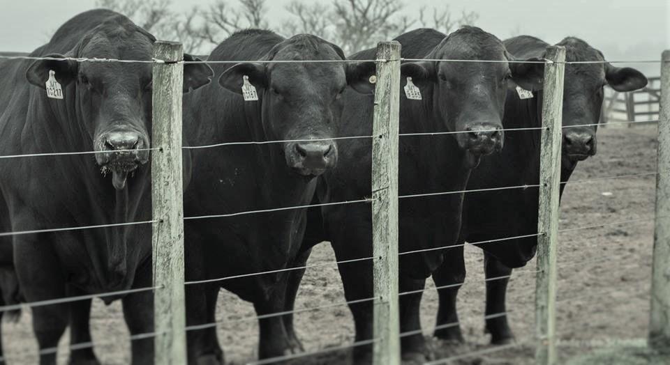 98406-8546 e informe qual tipo de animal você está buscando e o seu orçamento. O Fernando lançará nos melhores animais possíveis dentro dos seus interesses e orçamento.