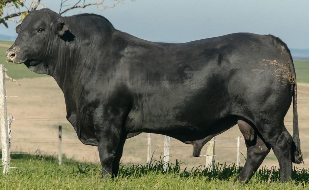 LOTE 3 - JMT C295 MYKONOS Excelente grau de zebu com alta performance DECA 1 para Índice Final.