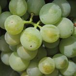 de aplicação foliar altamente eficaz no controlo do míldio da vinha.