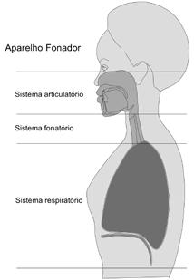 Fonética Acústica Figura 1.1 Sistemas respiratório, fonatório e articulatório. A Figura 1.1 ilustra o aparelho fonador, composto pelo sistema respiratório, fonatório e articulatório.