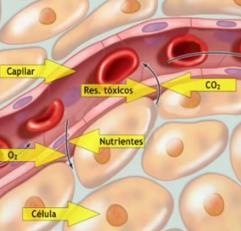 pulmonar (entre sangue e