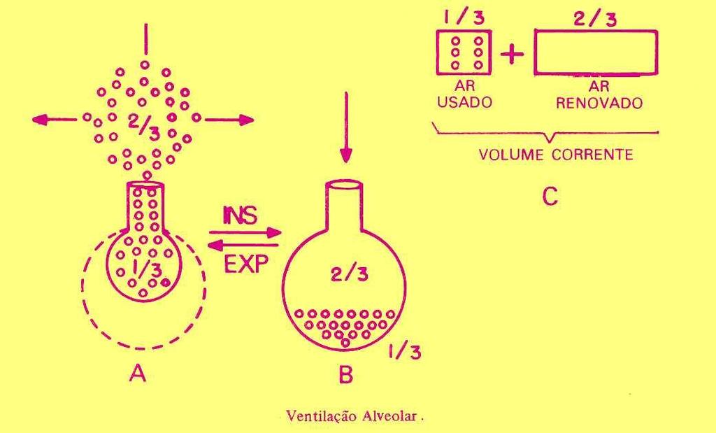 Ventilação alveolar (500 ml) Espaço